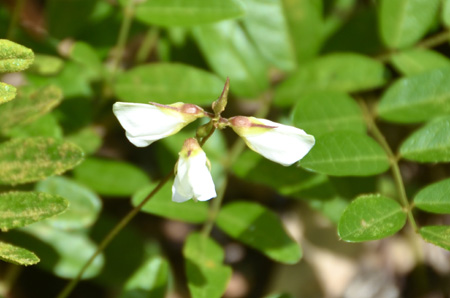 Elliott's milkpea